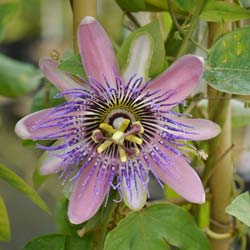 Passiflora 'Perfume Passion'